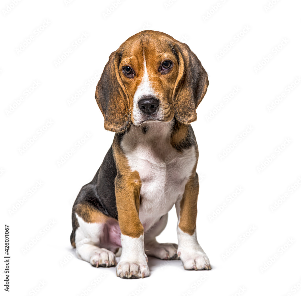 Young puppy three months old Beagles dog sitting, isolated