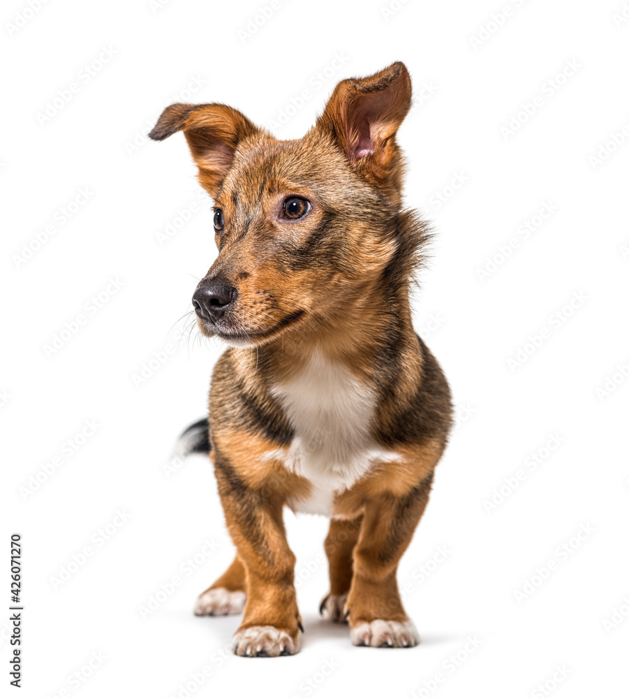 isolated Crossbreed dog standing in front, isolated isolated Crossbreed dog standing in front, isolated