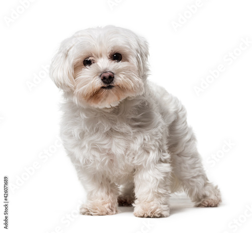 Standing Maltese dog, isolated on white