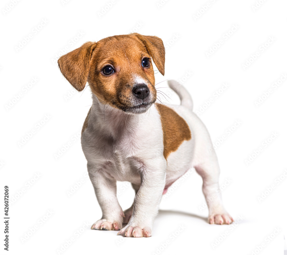 Puppy Jack russel terrier dog, two months old, isolated on white