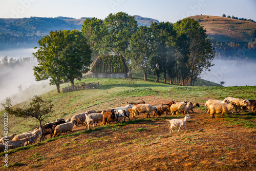 Rural landscape with flock of sheep in Dumesti, Apuseni mountains, Romania photo