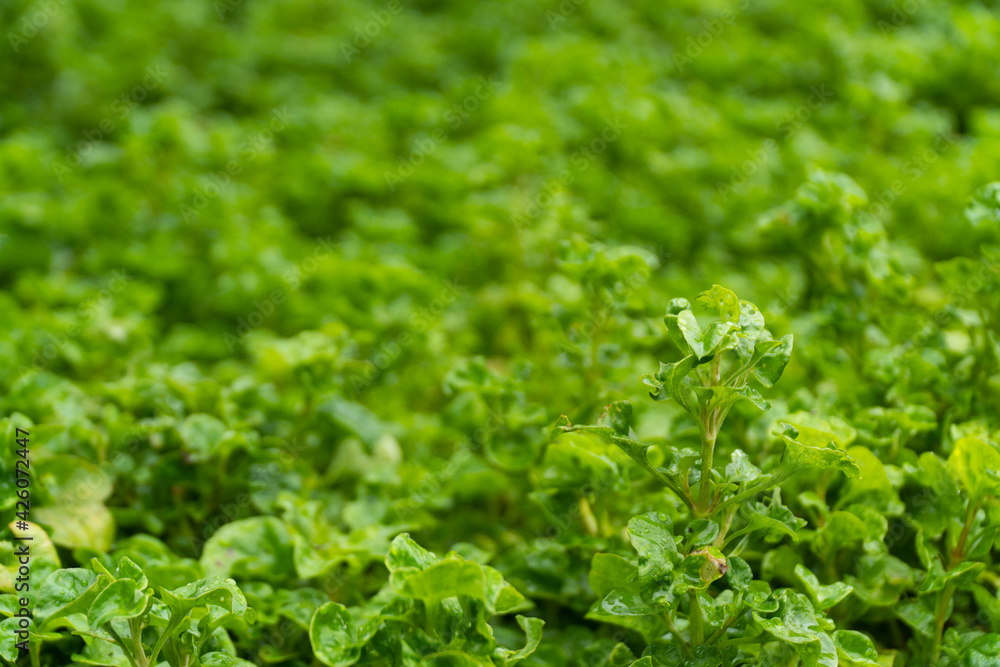 fresh green vegetable spinach at garden fresh green vegetable spinach at garden