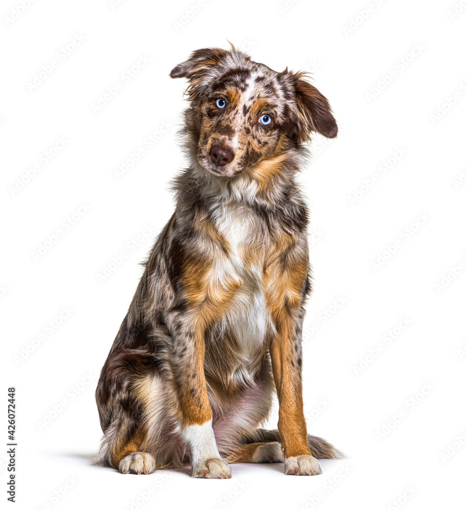 Puppy Miniatur americain shepherd red merle sitting, six months old, isolated