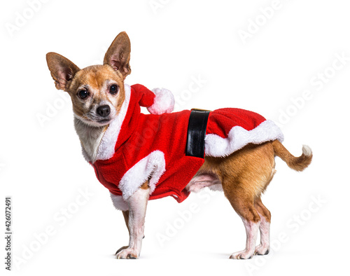 Crossbreed dog wearing a santa claus costume, Isolated on white © Eric Isselée