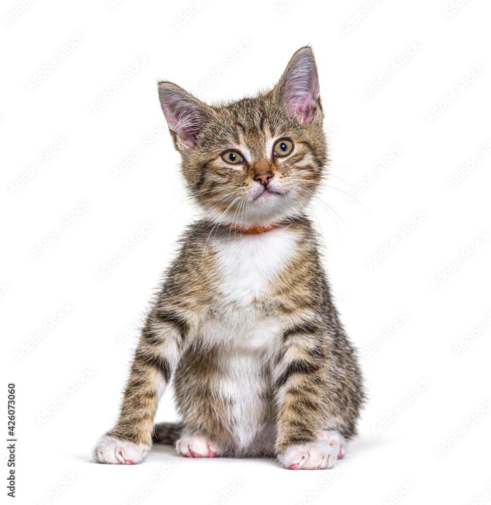 Kitten crossbreed cat wearing a collar isolated on white