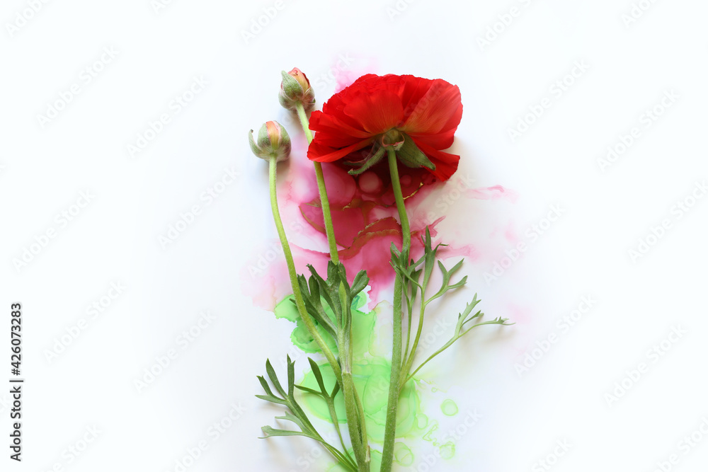 Creative image of beautiful red Buttercup flower on artistic ink background. Top view with copy space