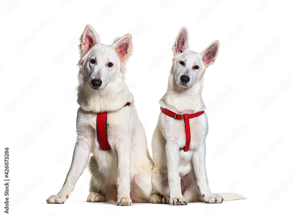 Two swiss Shepherd dogs together wearing a red harness in front, isolated