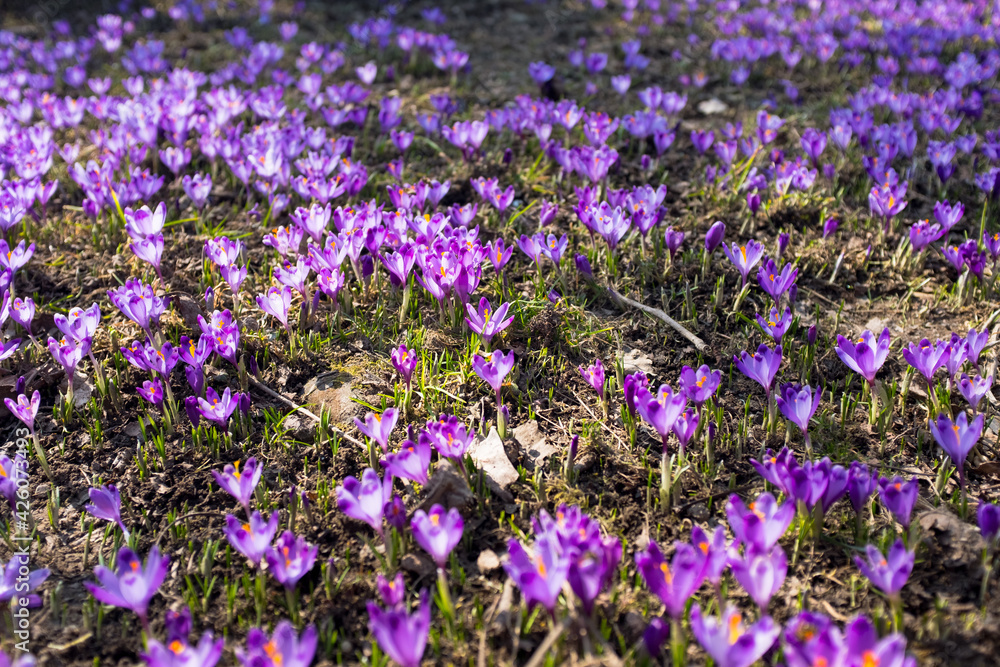 Сrocuses blossom in the mountains. Spring flowers Сrocuses blossom in the mountains. Spring flowers