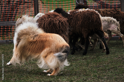 Testing the herding instinct in young shepherd dogs. A long-haired collie of a red color with a chic mane and hair grazes sheep in a pen on a farm.