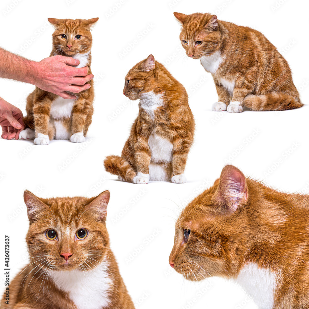 Assortment of many ginger cat isolated on white