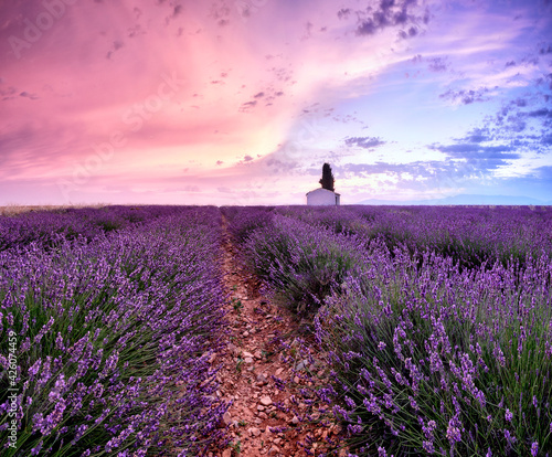 Sunrise in a lavender field with a small cottage and a tree, Valensole, Alpes-de-Haute-Provence, Provence, France photo