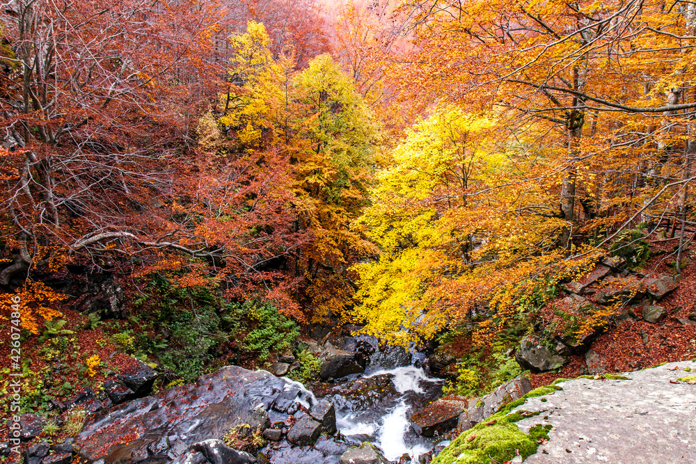 Autumn foliage colors in the woods, Parco Regionale del Corno alle Scale, Emilia Romagna, Italy Autumn foliage colors in the woods, Parco Regionale del Corno alle Scale, Emilia Romagna, Italy