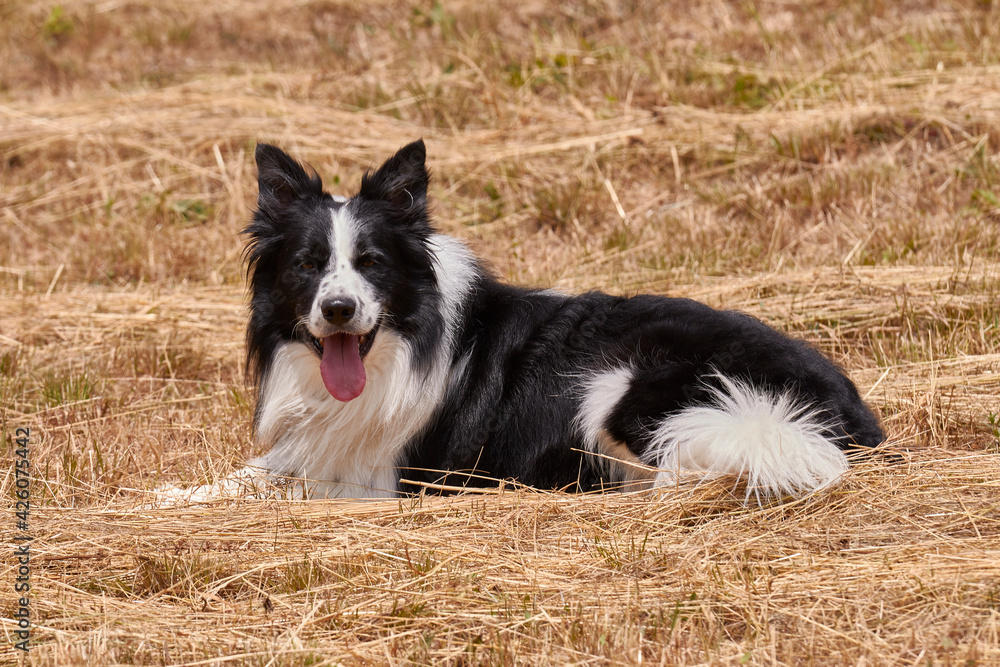 Happy border collie in a straw field, Emilia Romagna, Italy Happy border collie in a straw field, Emilia Romagna, Italy