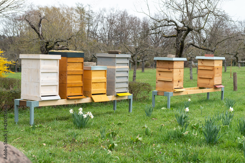 bienenstöcke imkerei in der natur auf wiese bienenstöcke imkerei in der natur auf wiese