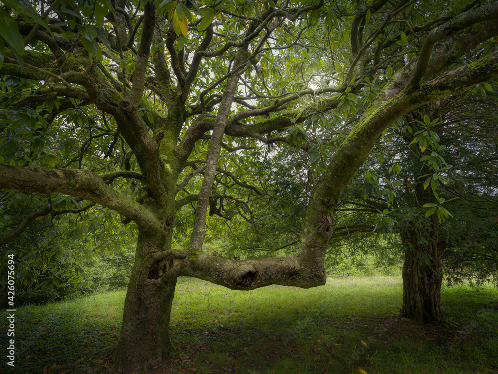 Ancient magnolia tree, Brittany, France Ancient magnolia tree, Brittany, France