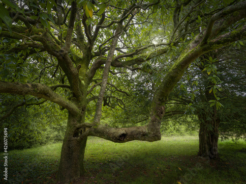 Ancient magnolia tree, Brittany, France photo