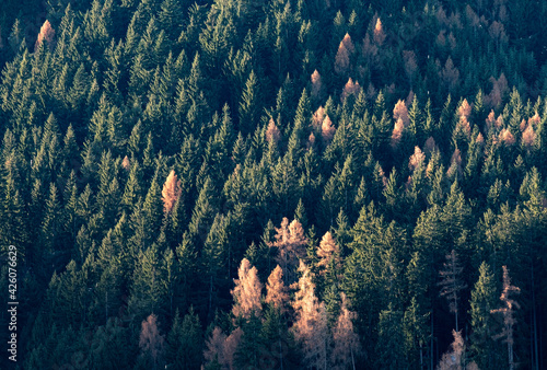 Larch and spruce forest with larches turning yellow in autumn, Trentino-Alto Adige, Italy photo