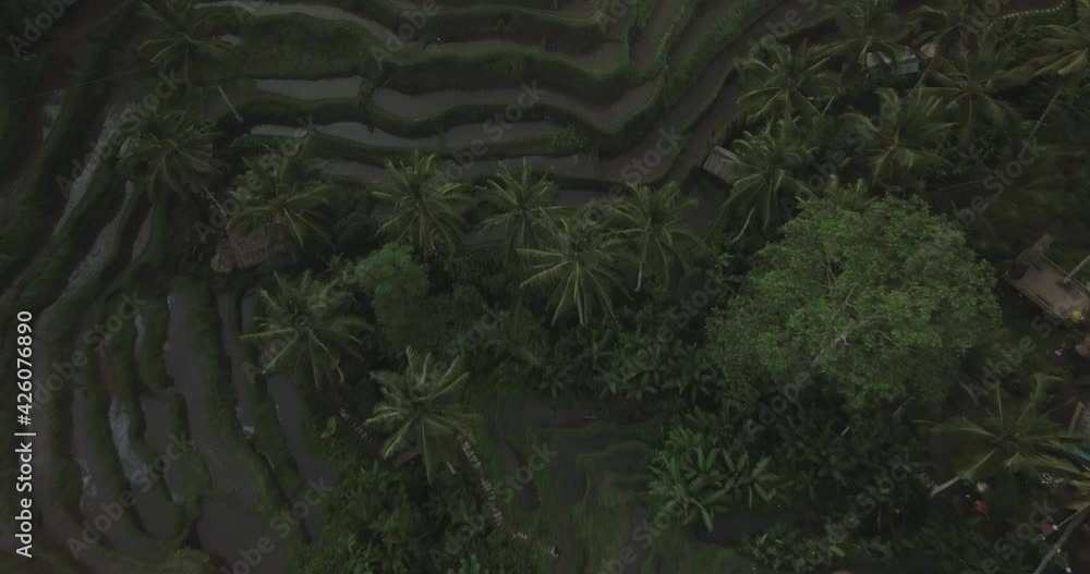 Birdseye Aerial View, Rice Fields Terraces and Tropical Landscape of Bali Island Indonesia, Top Down Drone Shot Birdseye Aerial View, Rice Fields Terraces and Tropical Landscape of Bali Island Indonesia, Top Down Drone Shot