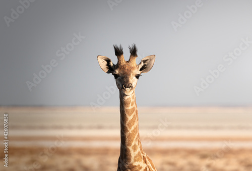 Portrait of a giraffe (Giraffa camelopardalis), Namibia photo