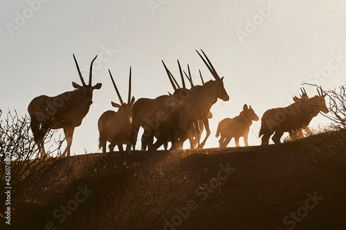 Silhouette of a pack of eland (Taurotragus oryx), Namibia