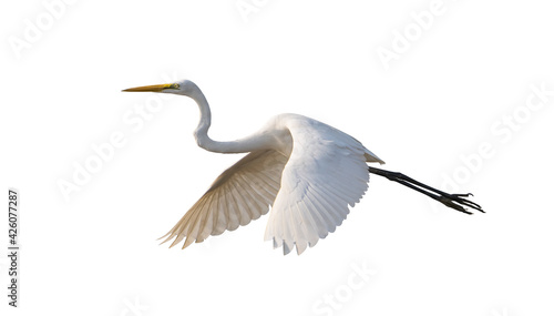 Great egret isolated on white background