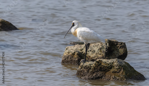 black-faced spoonbill and seagull foraging in wetland