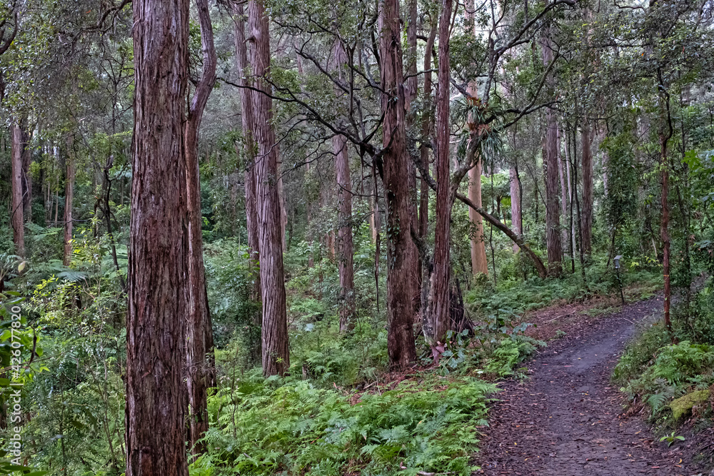 raining in the bush - Wahroonga - Sydney - Australia raining in the bush - Wahroonga - Sydney - Australia