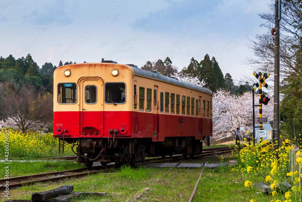 房総半島小湊鐡道 桜と菜の花、里見駅付近