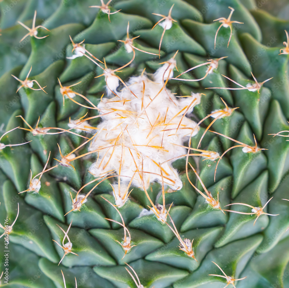 Cactus succulents in a planter garden Cactus succulents in a planter garden