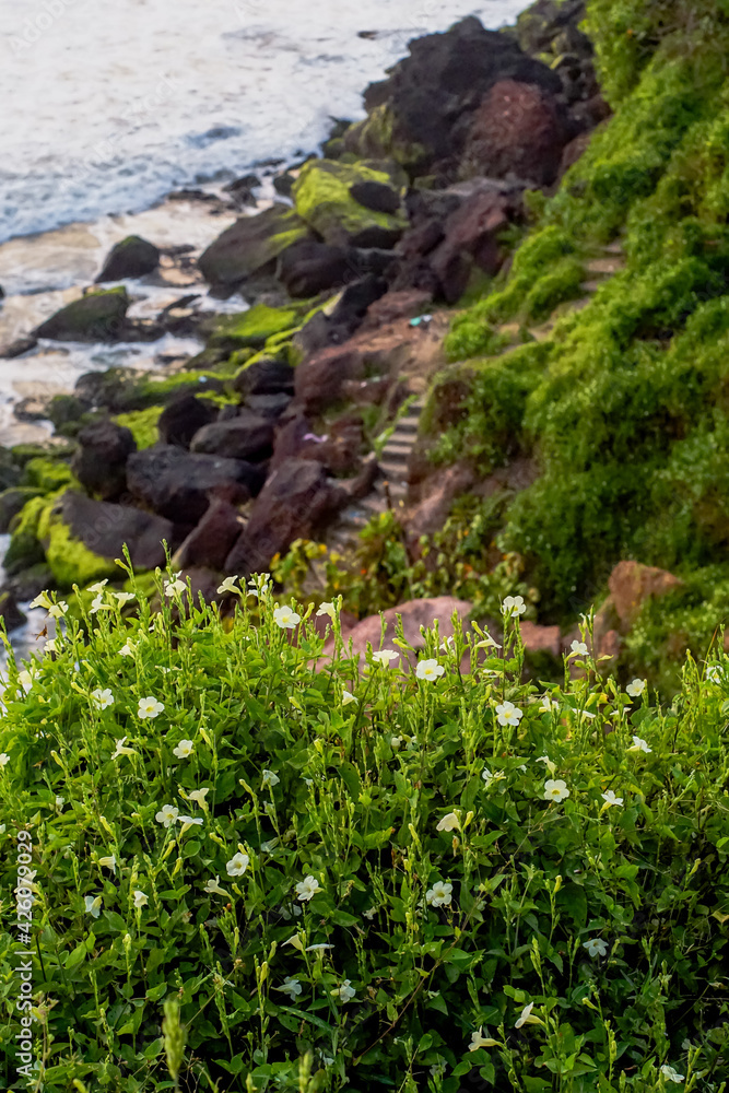 White flowers on a cliff White flowers on a cliff