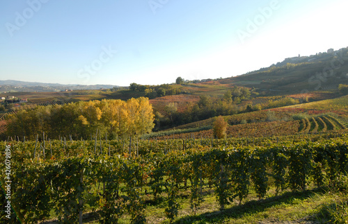 Autumn in the Langhe of Piedmont is a marvel of warm colors with the yellow leaves of the vineyards and the hills in warm autumn colors.