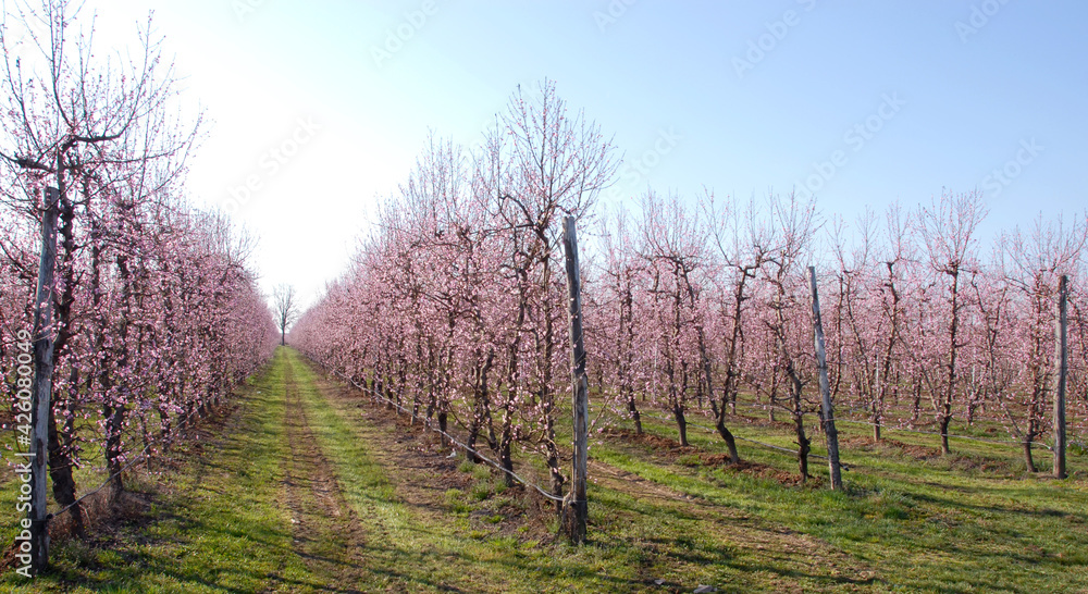 The beautiful pink peach blossom in March in Piedmont. The beautiful pink peach blossom in March in Piedmont.