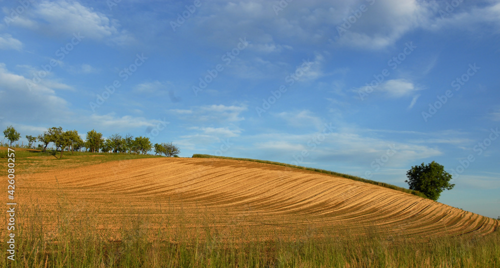 Golden field of wheat in June while the summer wind blows on the hills of Piedmont and on the ears of wheat.