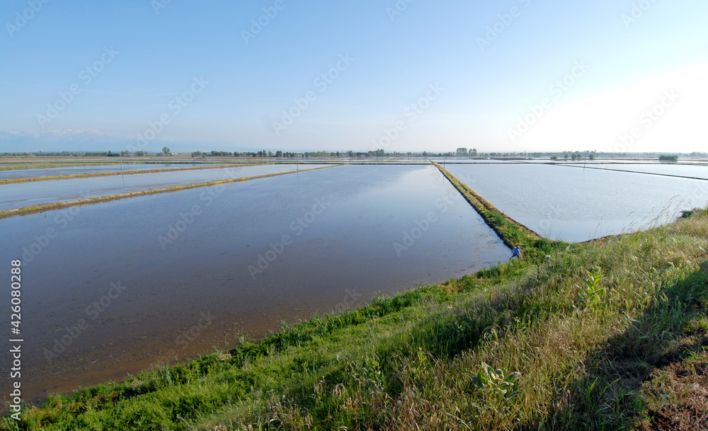 Flooded paddy field of Piedmont where in the month of May the province of Vercelli is a mirror of water with beautiful reflections and colors.