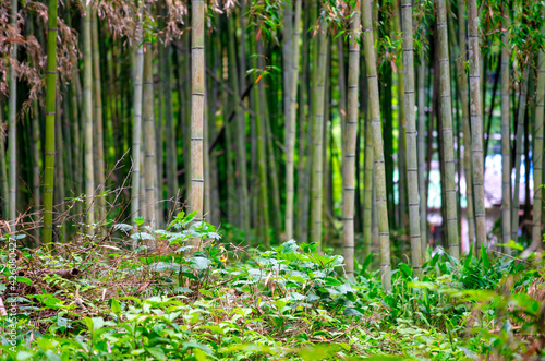 Arashiyama Bamboo Forest in Kyoto, Japan