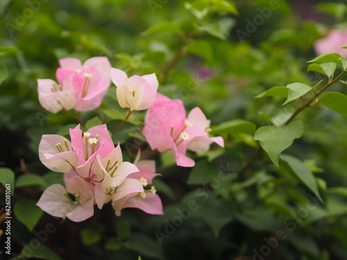 Magnoliophyta Scientific name Bougainvillea Paper flower pink color on blurred of nature background