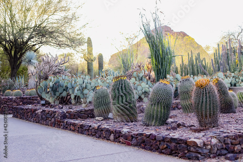 Tableau sur toile Desert Botanical Garden is a 140-acre botanical garden located in Papago Park, at 1201 N