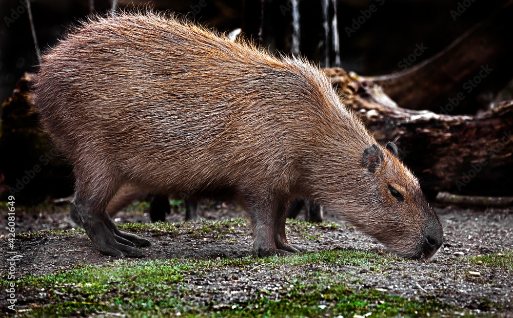 Capybara on the lawn. The biggest modern rodent. Latin name - Hydrochoerus hydrochaeris	