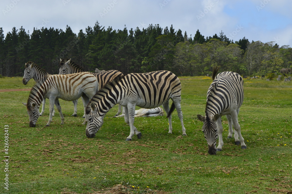 Obraz premium Zebras at lunch