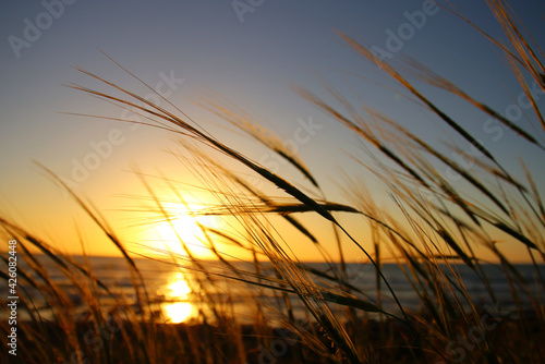 reeds at the beach during sunset
