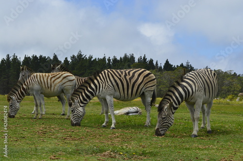 Zebras landscape