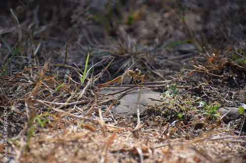A yellow dragon fly on dry grass