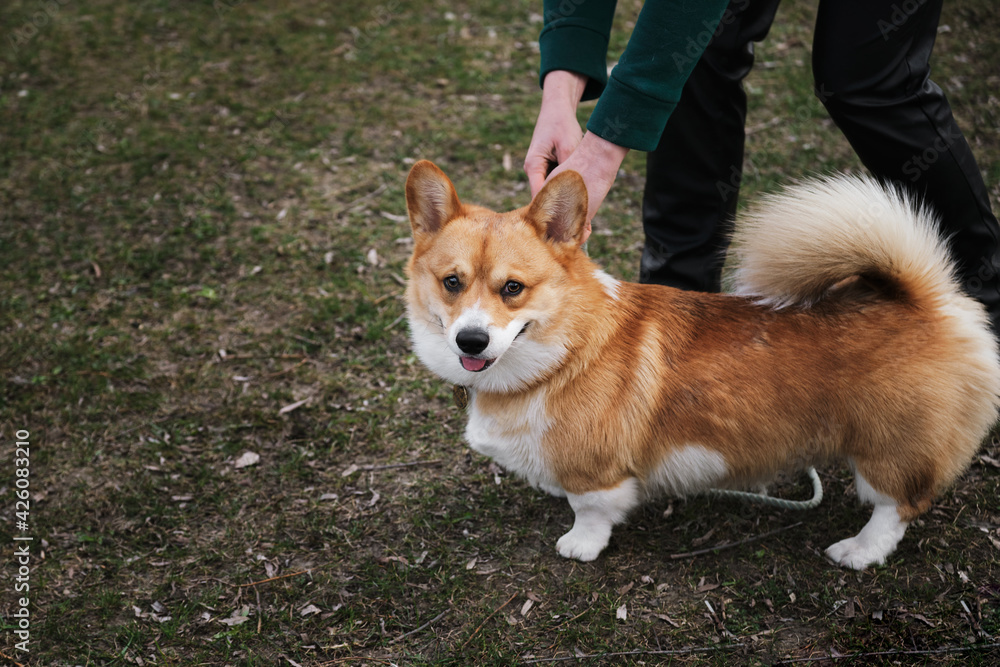 Welsh corgi Pembroke on walk with owner. A woman releases a red corgi puppy from a leash so that it can run and frolic. Dog training in the fresh air. Welsh corgi Pembroke on walk with owner. A woman releases a red corgi puppy from a leash so that it can run and frolic. Dog training in the fresh air.