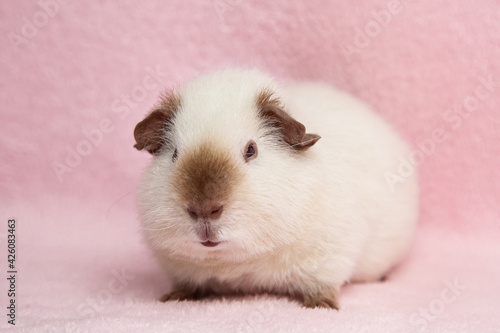 The guinea pig sits on a pink background.