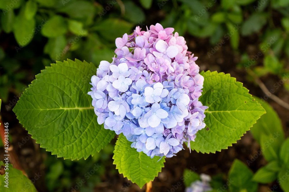 Blue and violet color of Hydrengea flowerwith green leaf background Blue and violet color of Hydrengea flowerwith green leaf background