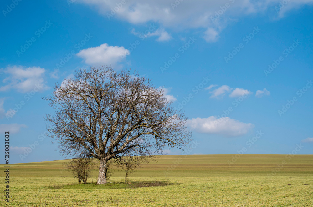 Lonely tree in an endless wheat field in spring Lonely tree in an endless wheat field in spring
