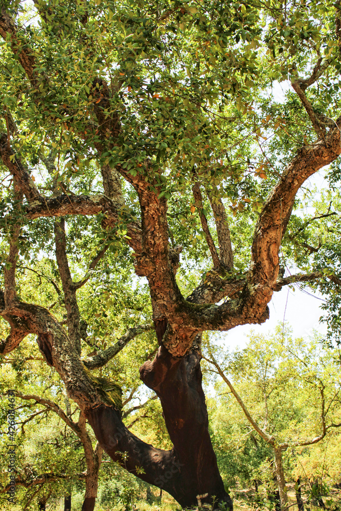 Fototapeta premium Cork oak forest in Arrabida Mountains