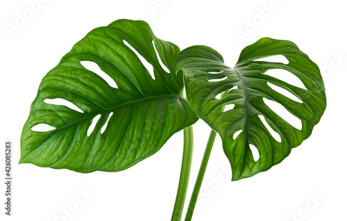 Monstera obliqua leaves, Tropical foliage isolated on white background, with clipping path