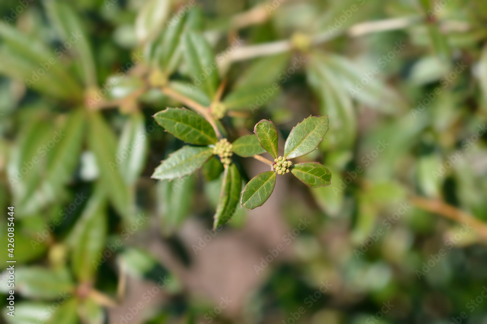 Wintergreen barberry Wintergreen barberry