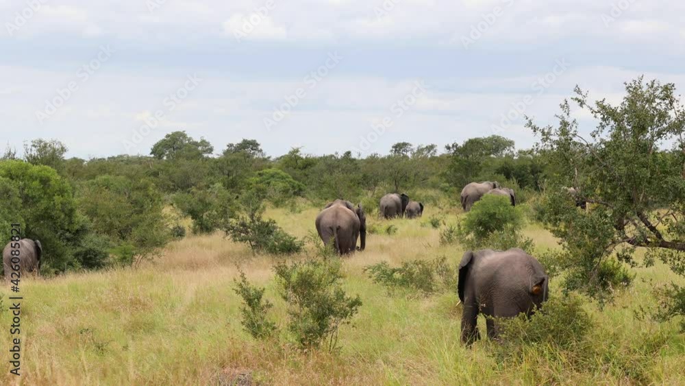 Herd of African elephants walking away Herd of African elephants walking away